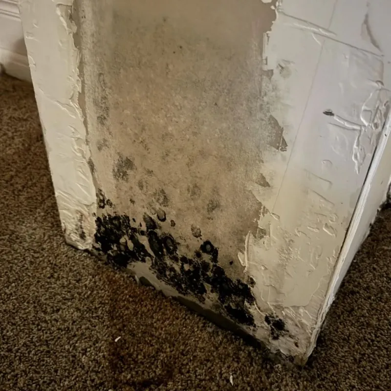 Professional Mold Removal in Scotland County, NC